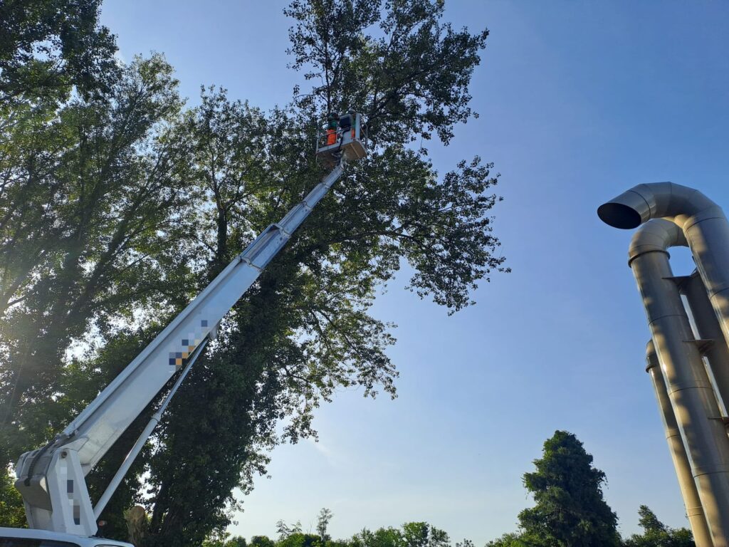 Potatura in quota con piattaforma elevatrice a Verona